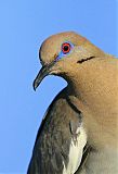 White-winged Doveborder=